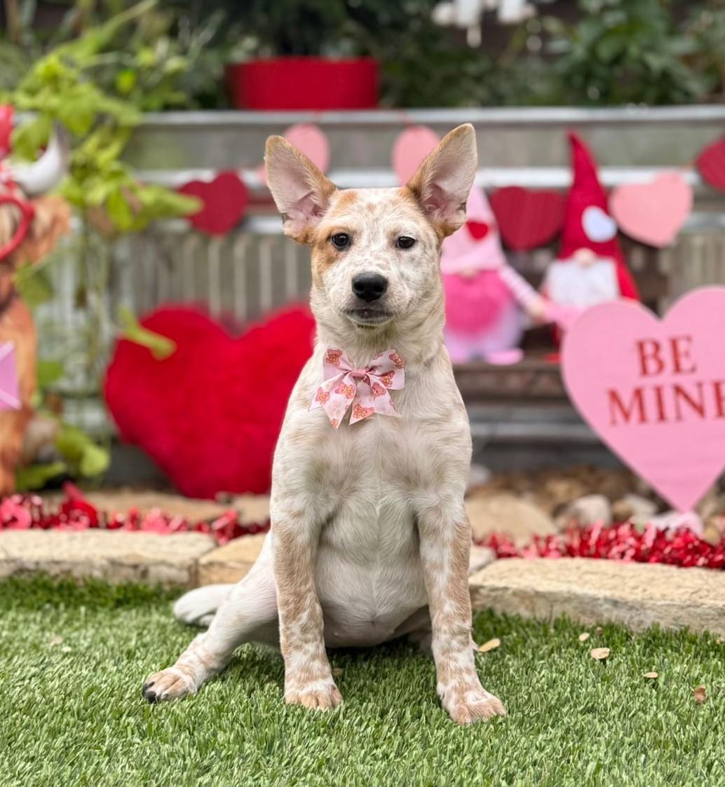 Enlarge Alice, a ADOPTABLE mixed breed in Southport, CT image 6/6