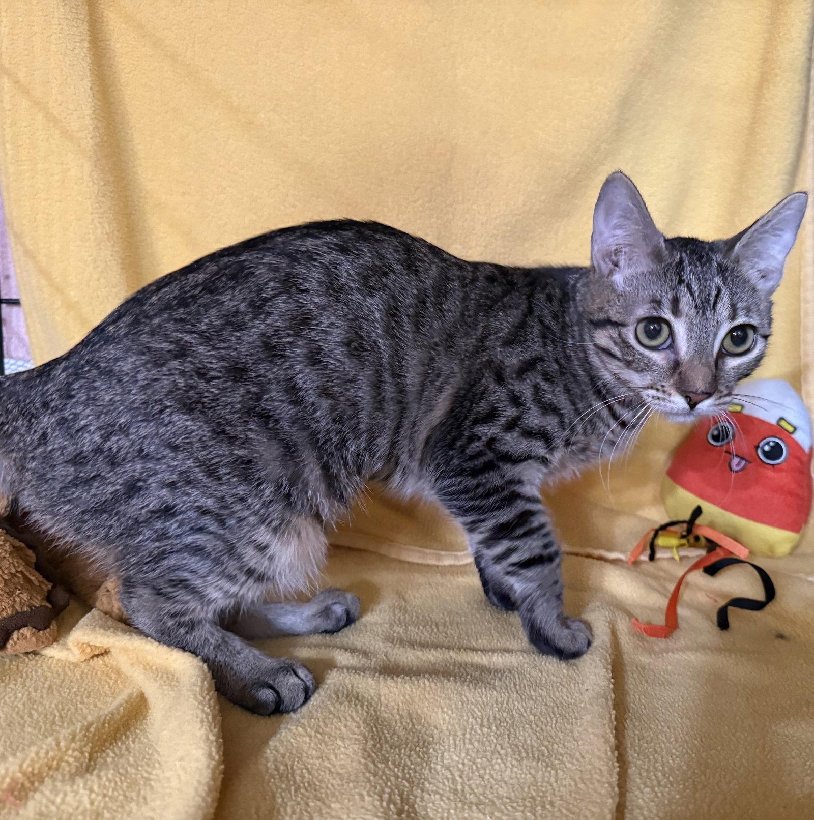 Cherry, Adoptable, Kitten Female Tabby & Domestic Short Hair.