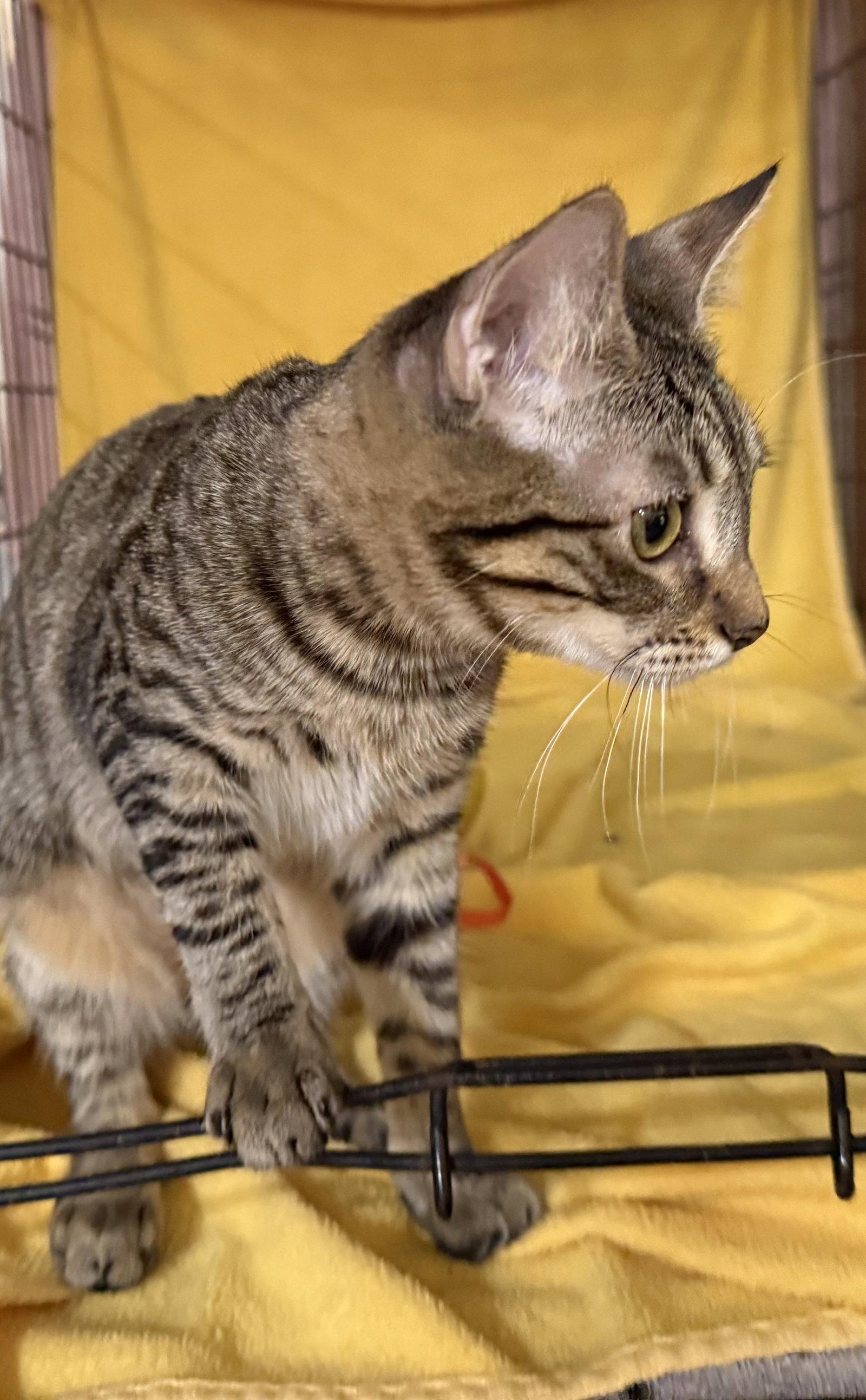 Enlarge Cherry, a Adoptable mixed breed in Phoenix, AZ image 2/3