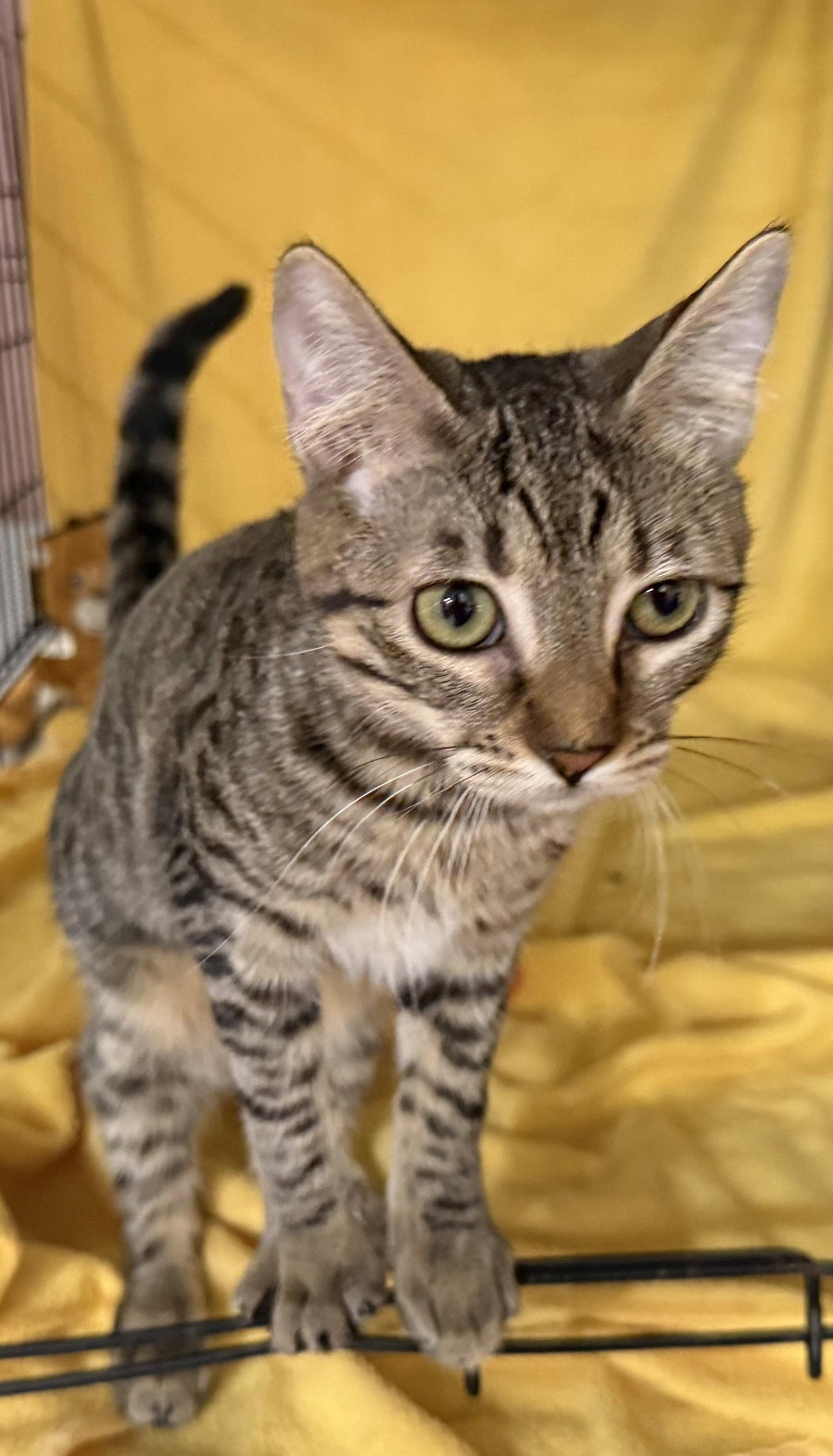 Enlarge Cherry, a Adoptable mixed breed in Phoenix, AZ image 3/3