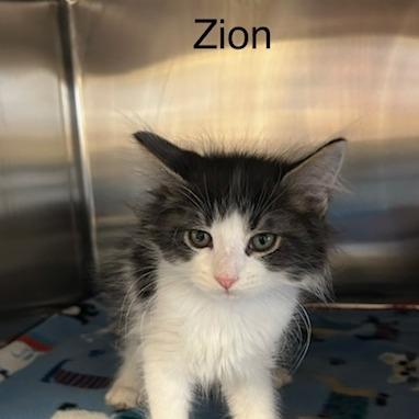Zion, Adoptable, Kitten Male Domestic Medium Hair.