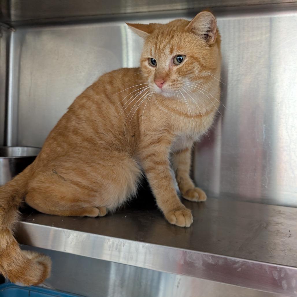 Zoran, Adoptable, Adult Male Domestic Short Hair.