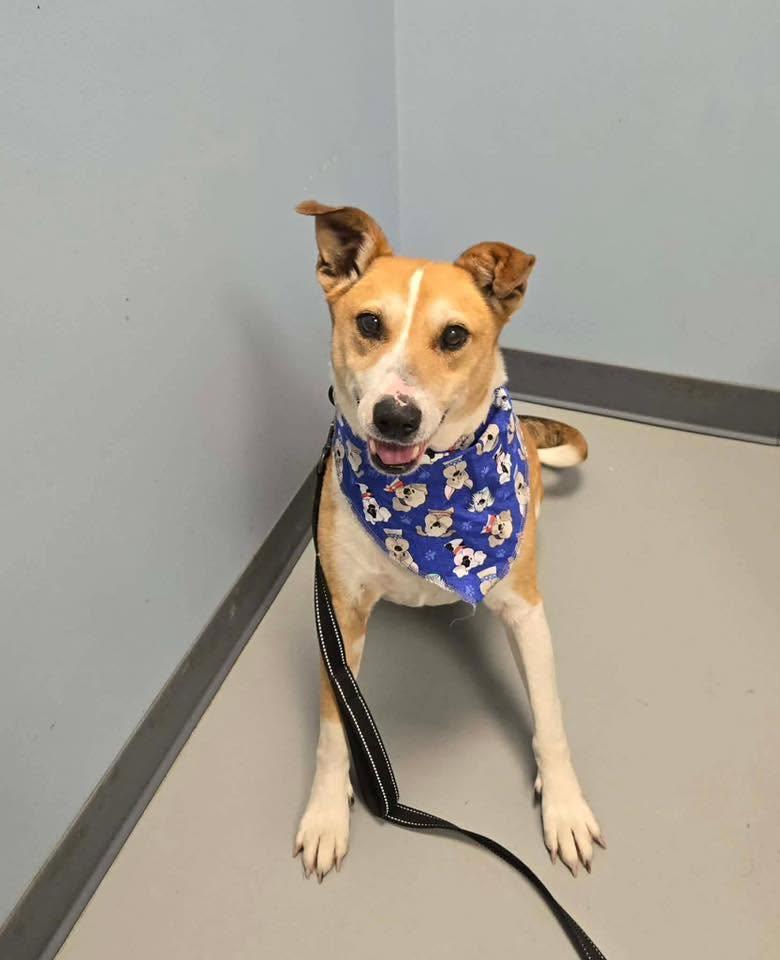 Mr. Rogers, a ADOPTABLE mixed breed in Zanesville, OH image 2/2