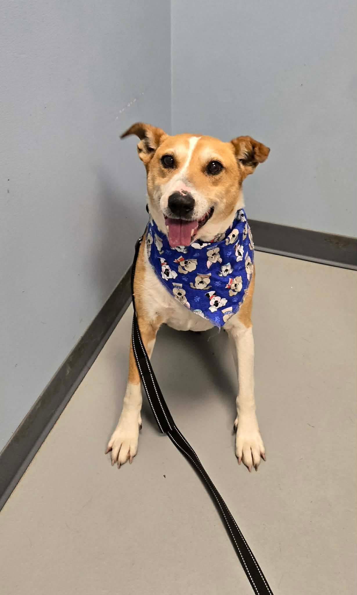 Mr. Rogers, a ADOPTABLE mixed breed in Zanesville, OH image 1/2