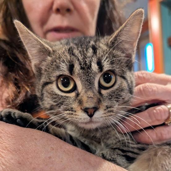 The Dread Pirate Purry, Adoptable, Kitten Female British Shorthair & Domestic Short Hair.