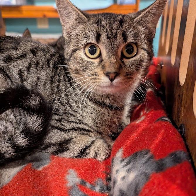 Enlarge The Dread Pirate Purry, a Adoptable mixed breed in Johnstown, PA image 2/2