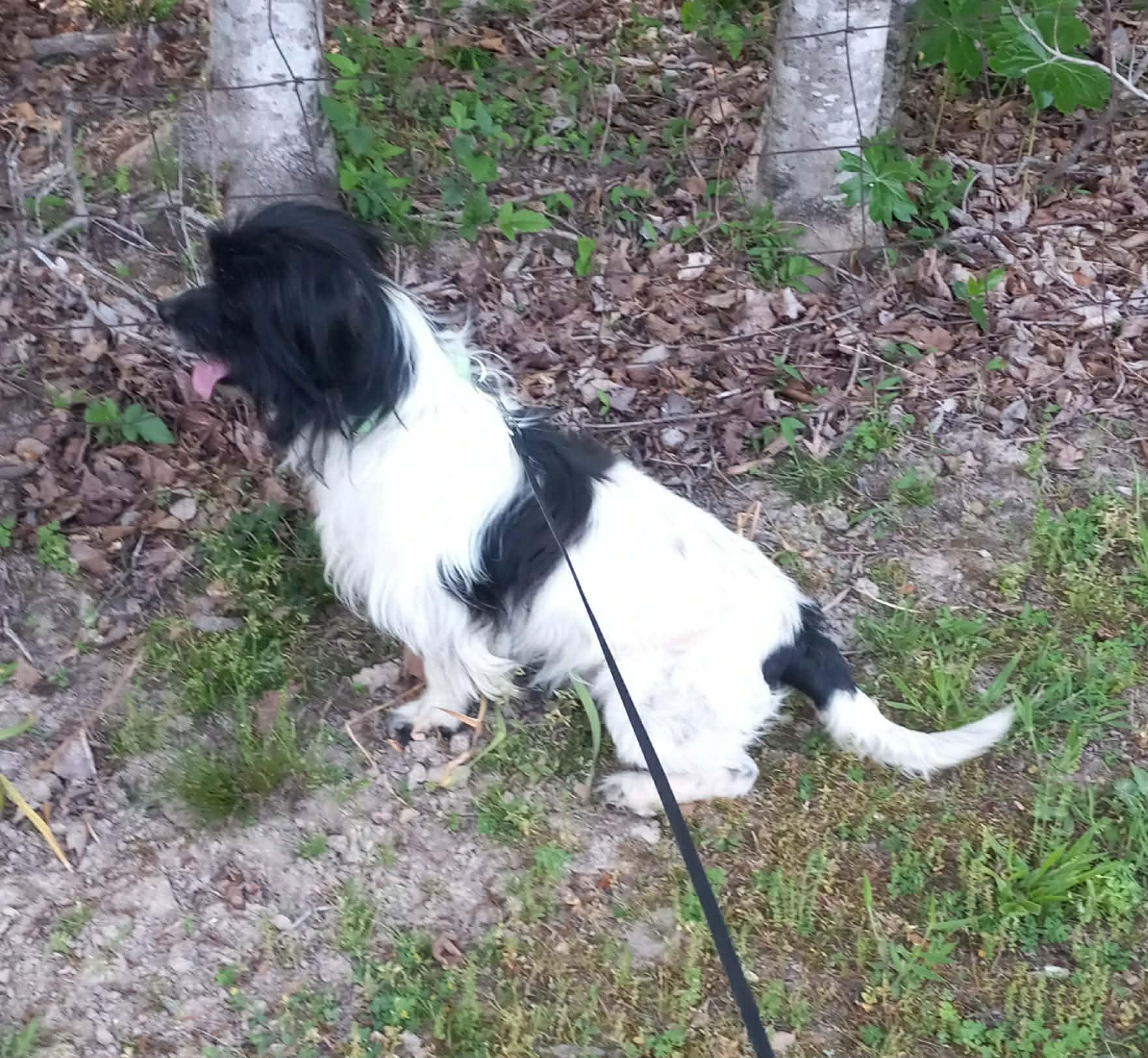 Enzo in Kentucky, a ADOPTABLE mixed breed in Albany, KY image 3/3