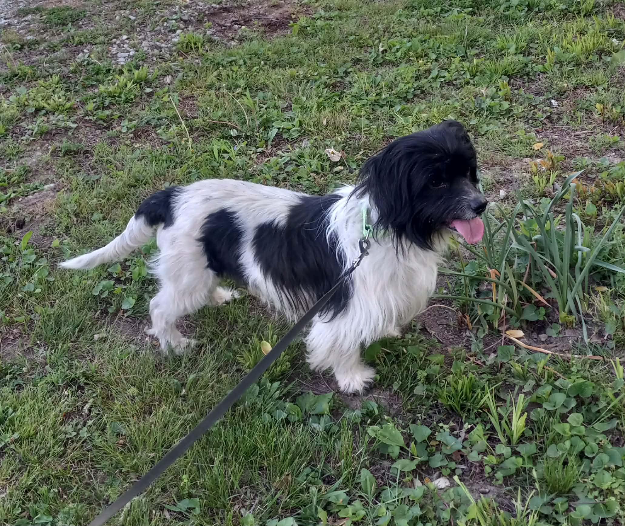 Enzo in Kentucky, a ADOPTABLE mixed breed in Albany, KY image 1/3