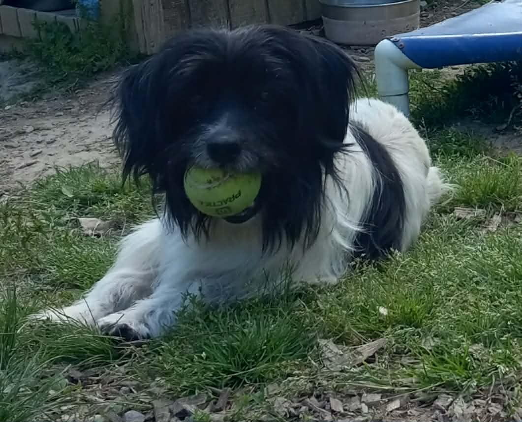 Enzo in Kentucky, a ADOPTABLE mixed breed in Albany, KY image 2/3
