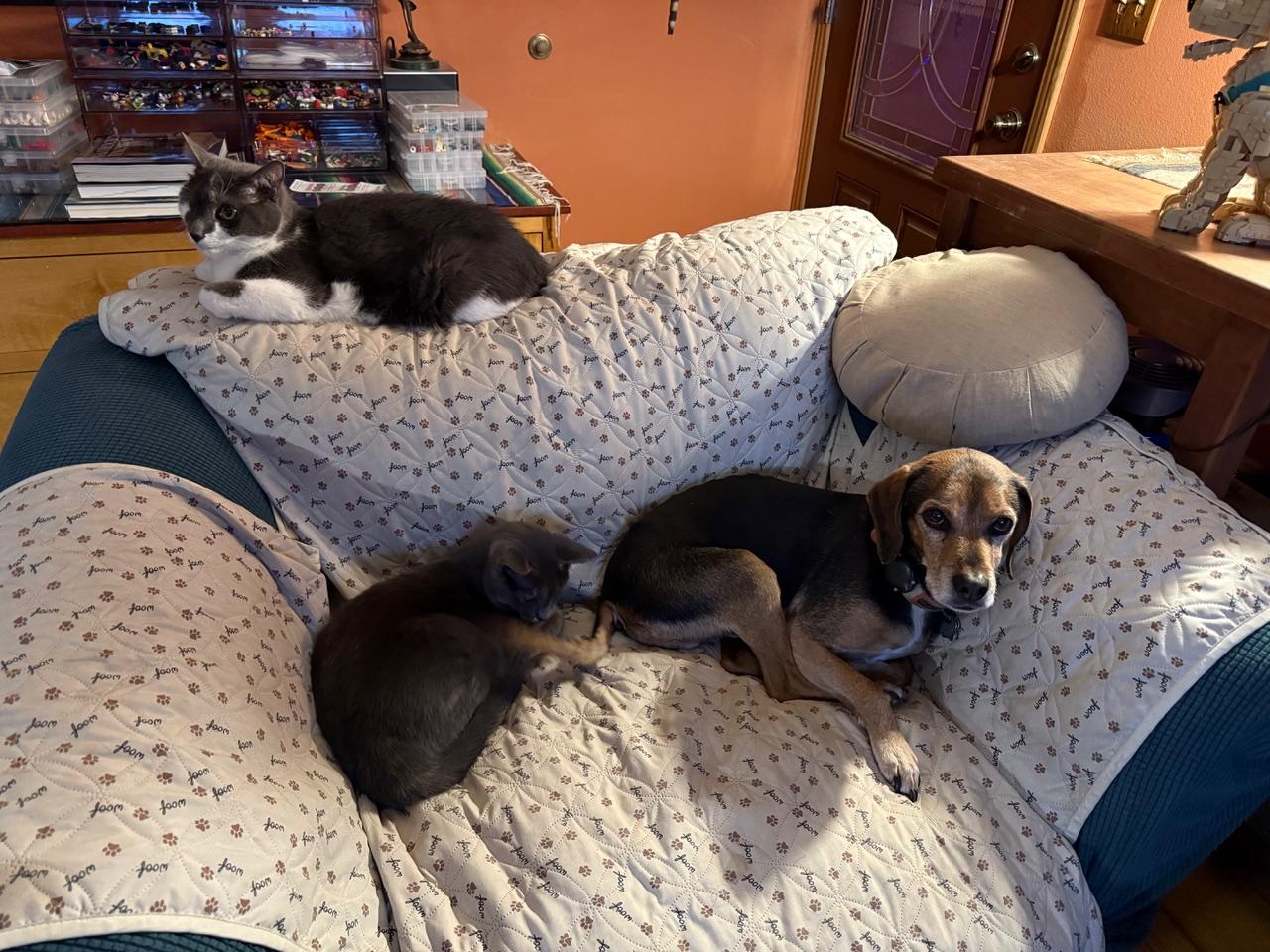 Enlarge Kramer, an adopted mixed breed in Aspen, CO image 3/6