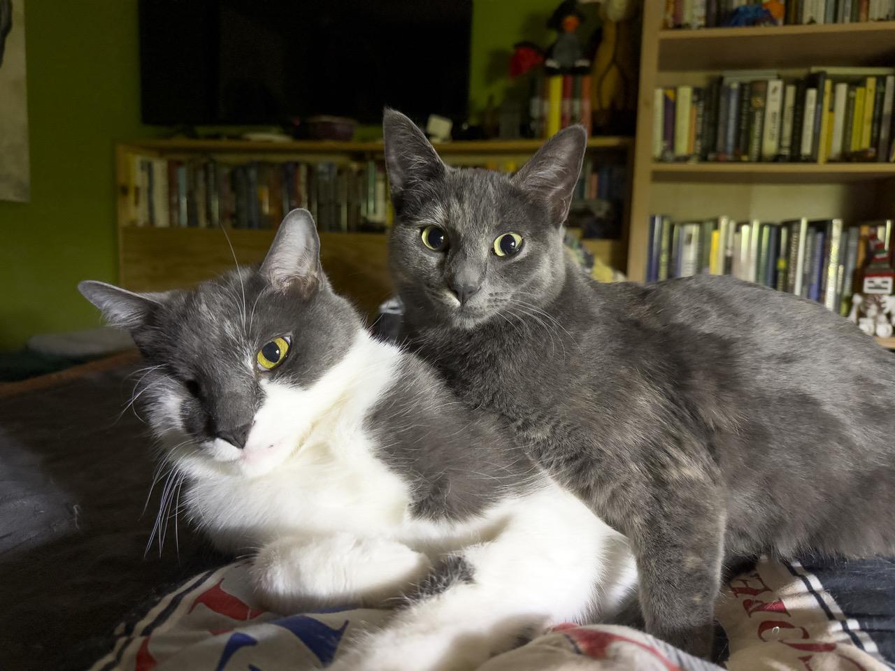 Enlarge Kramer, an adopted mixed breed in Aspen, CO image 6/6