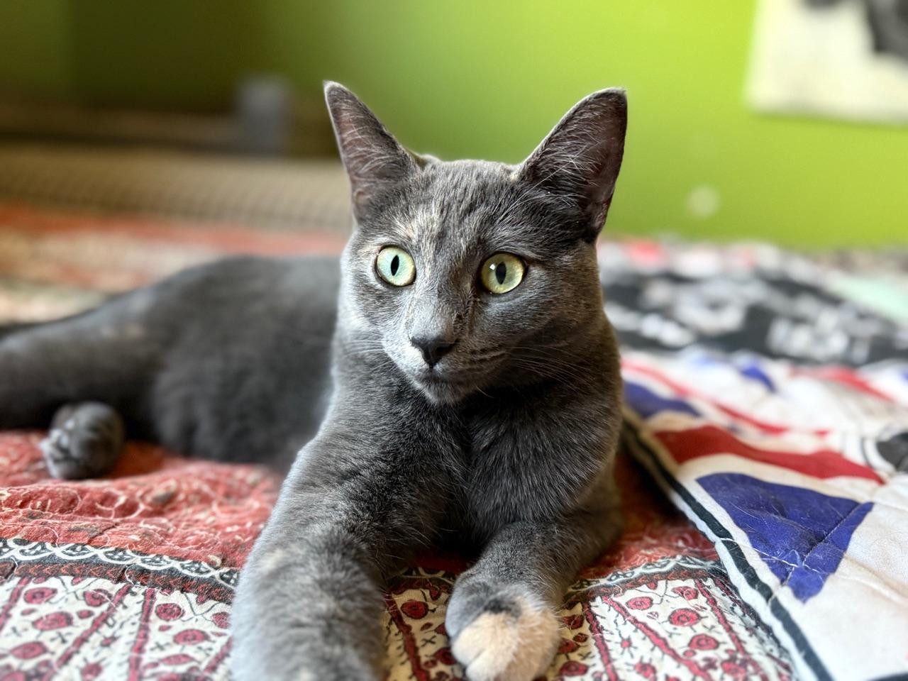 Enlarge Kramer, an adopted mixed breed in Aspen, CO image 1/6