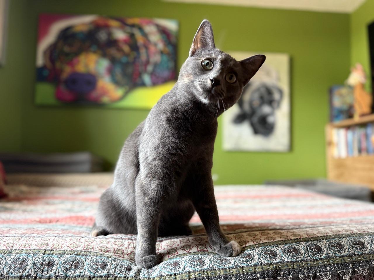 Enlarge Kramer, an adopted mixed breed in Aspen, CO image 2/6