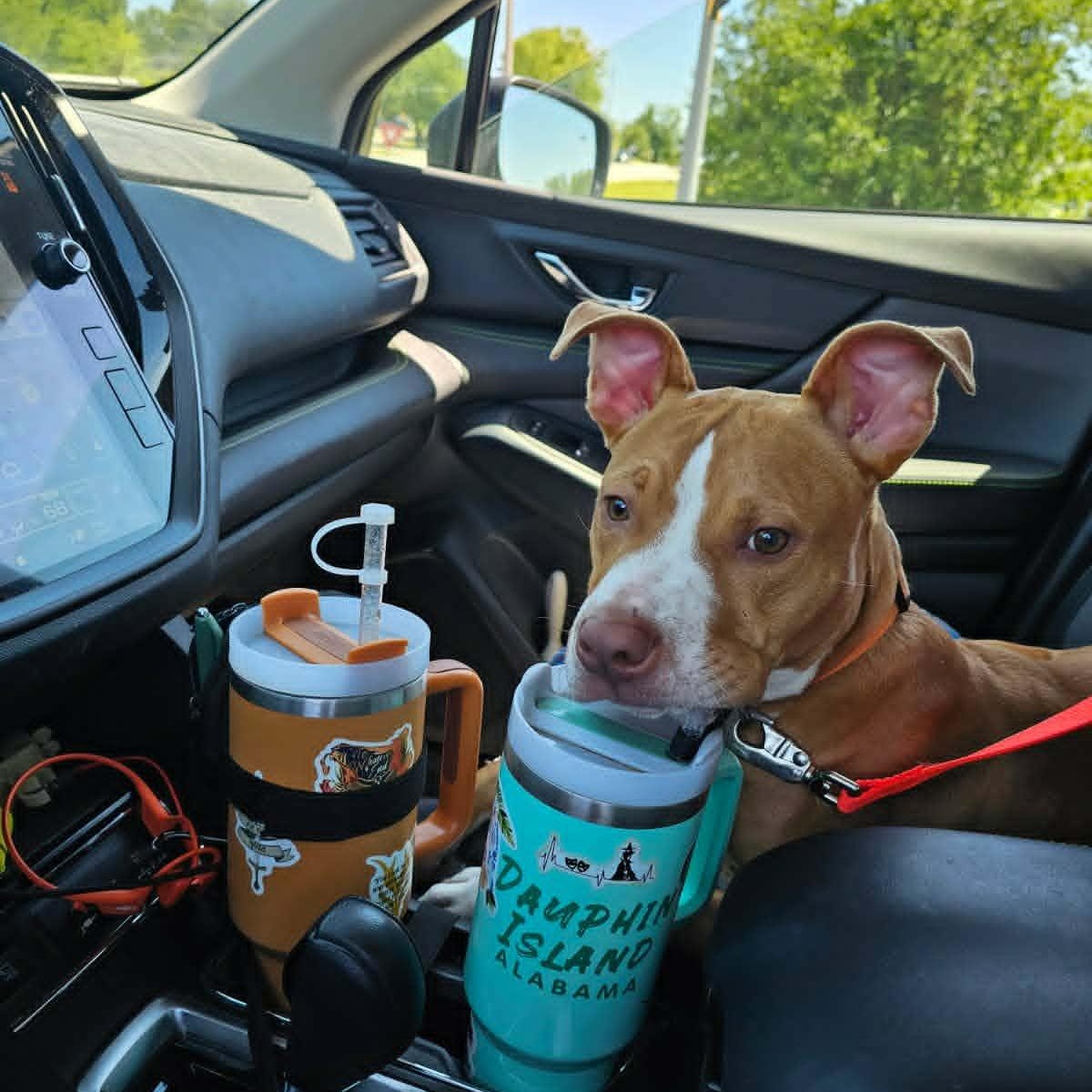 Enlarge Appa, a ADOPTABLE Pit Bull Terrier in Vine Grove, KY image 4/5