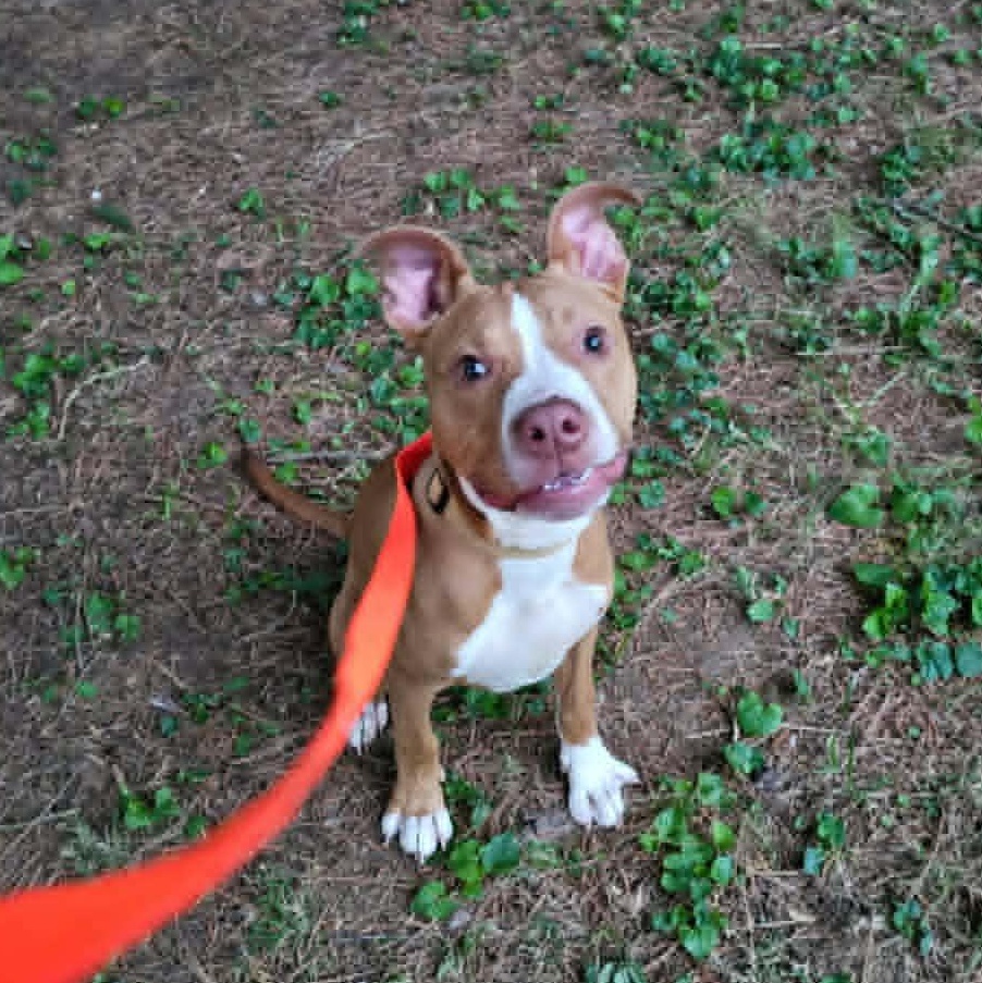 Enlarge Appa, a ADOPTABLE Pit Bull Terrier in Vine Grove, KY image 1/5