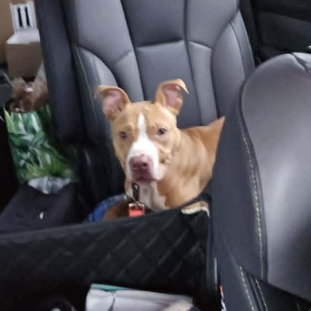 Enlarge Appa, a ADOPTABLE Pit Bull Terrier in Vine Grove, KY image 5/5