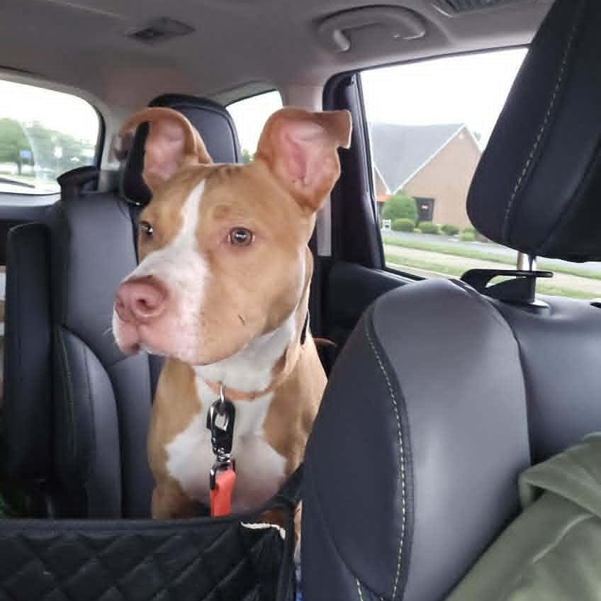 Enlarge Appa, a ADOPTABLE Pit Bull Terrier in Vine Grove, KY image 2/5