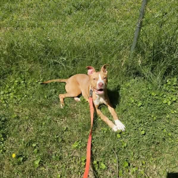 Enlarge Appa, a ADOPTABLE Pit Bull Terrier in Vine Grove, KY image 3/5