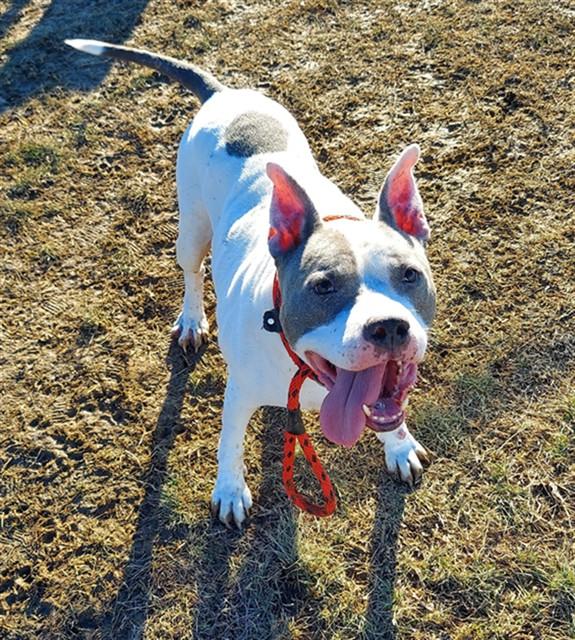 Enlarge LITTLE DRUMMER BOY, a Adoptable mixed breed in Louisville, KY image 1/1