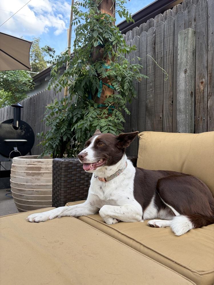 Ruby, a Adoptable mixed breed in Denver, CO image 3/6