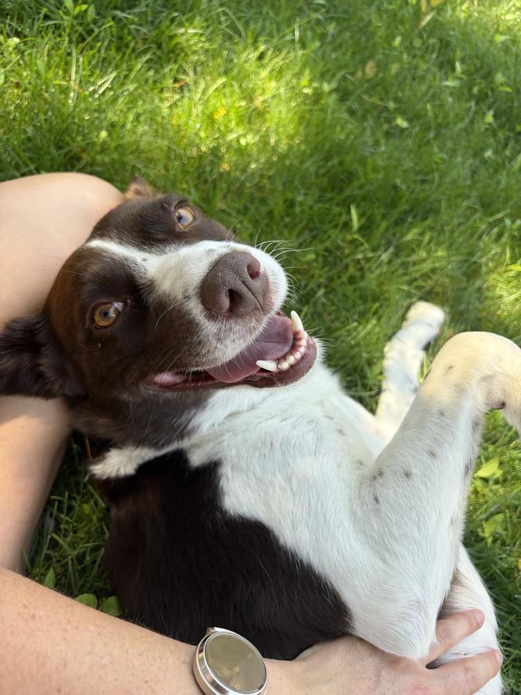 Ruby, a Adoptable mixed breed in Denver, CO image 4/6