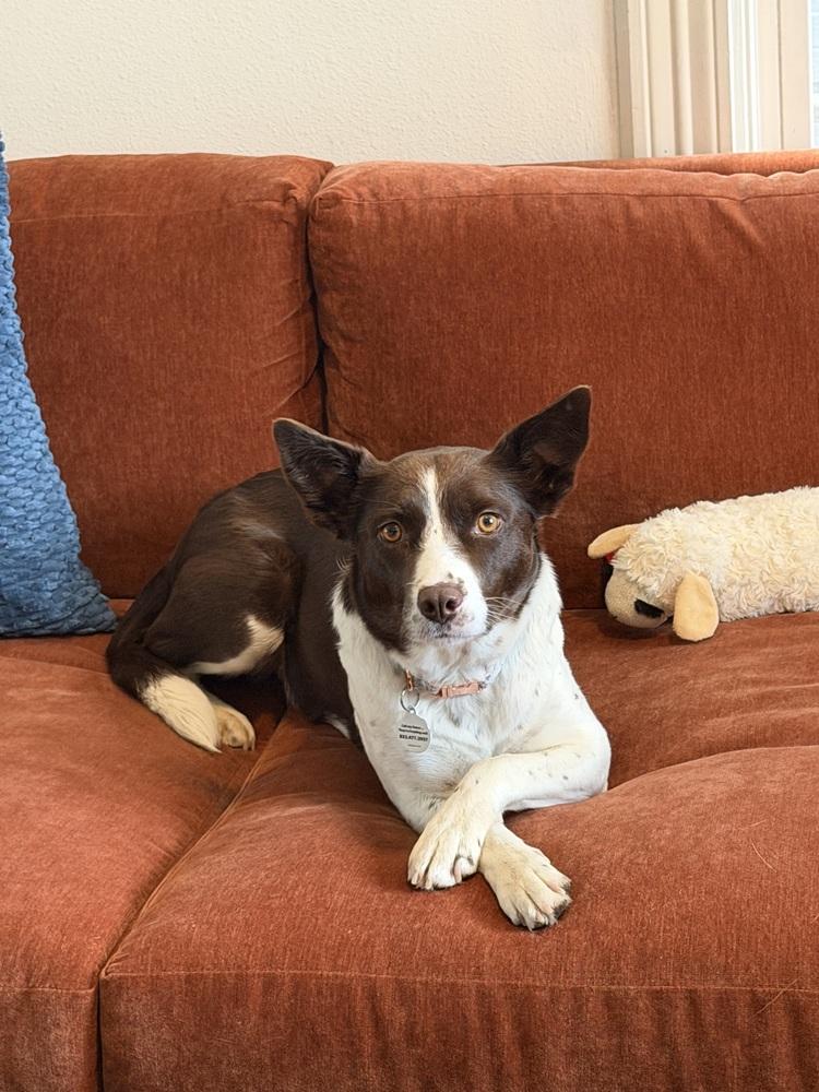 Ruby, a Adoptable mixed breed in Denver, CO image 5/6