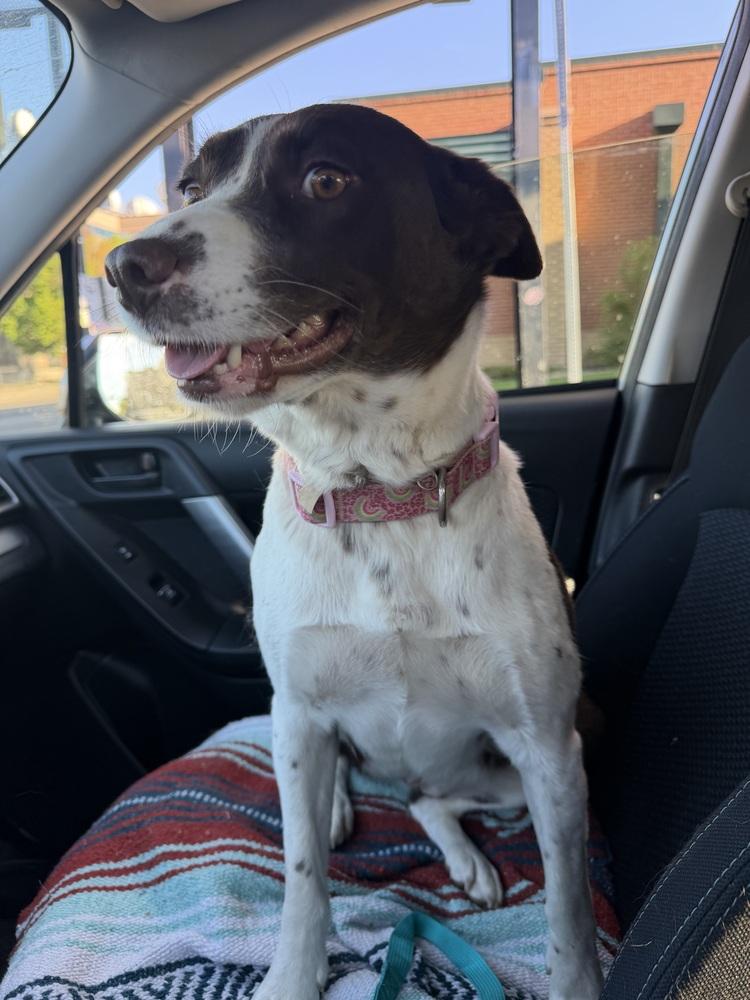 Ruby, a Adoptable mixed breed in Denver, CO image 6/6