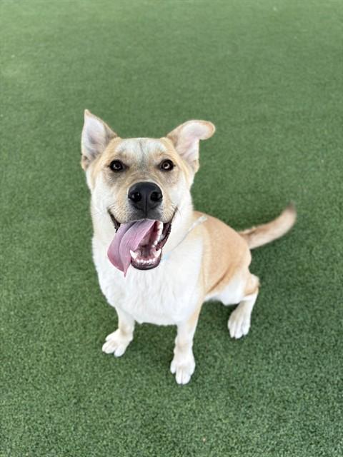 CRYPTO, Adoptable, Young Male Husky & Mixed Breed.