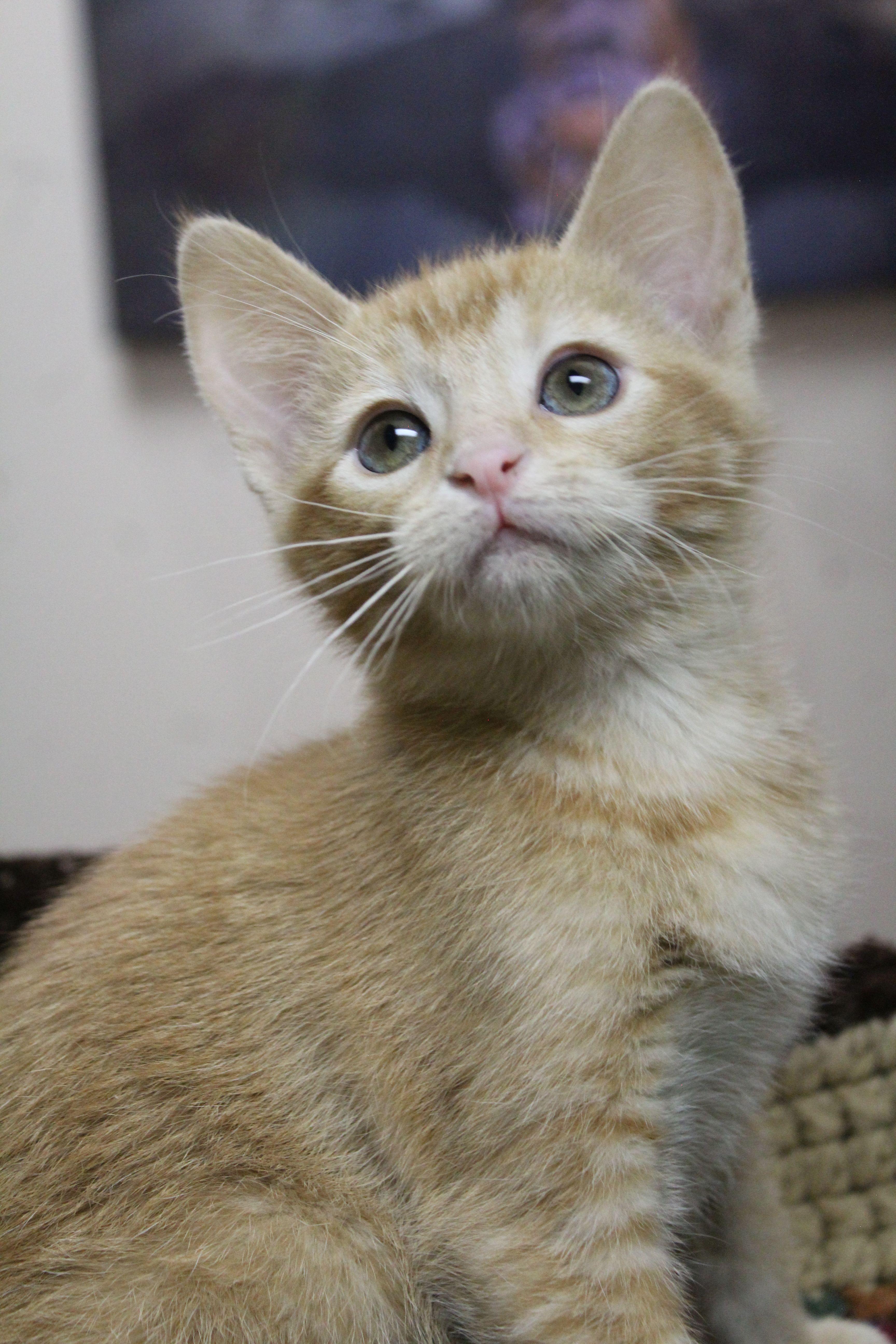 Cumulus, ADOPTABLE, Kitten Female Domestic Short Hair.