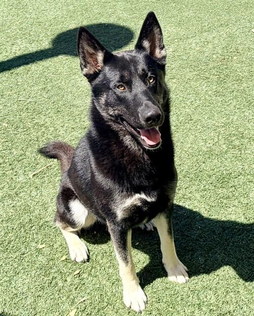 Enlarge BECK, a Adoptable German Shepherd Dog in Salinas, CA image 1/1