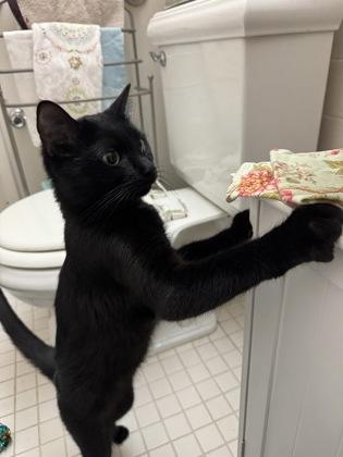 Bette Davis, an adopted mixed breed in New York, NY image 1/4