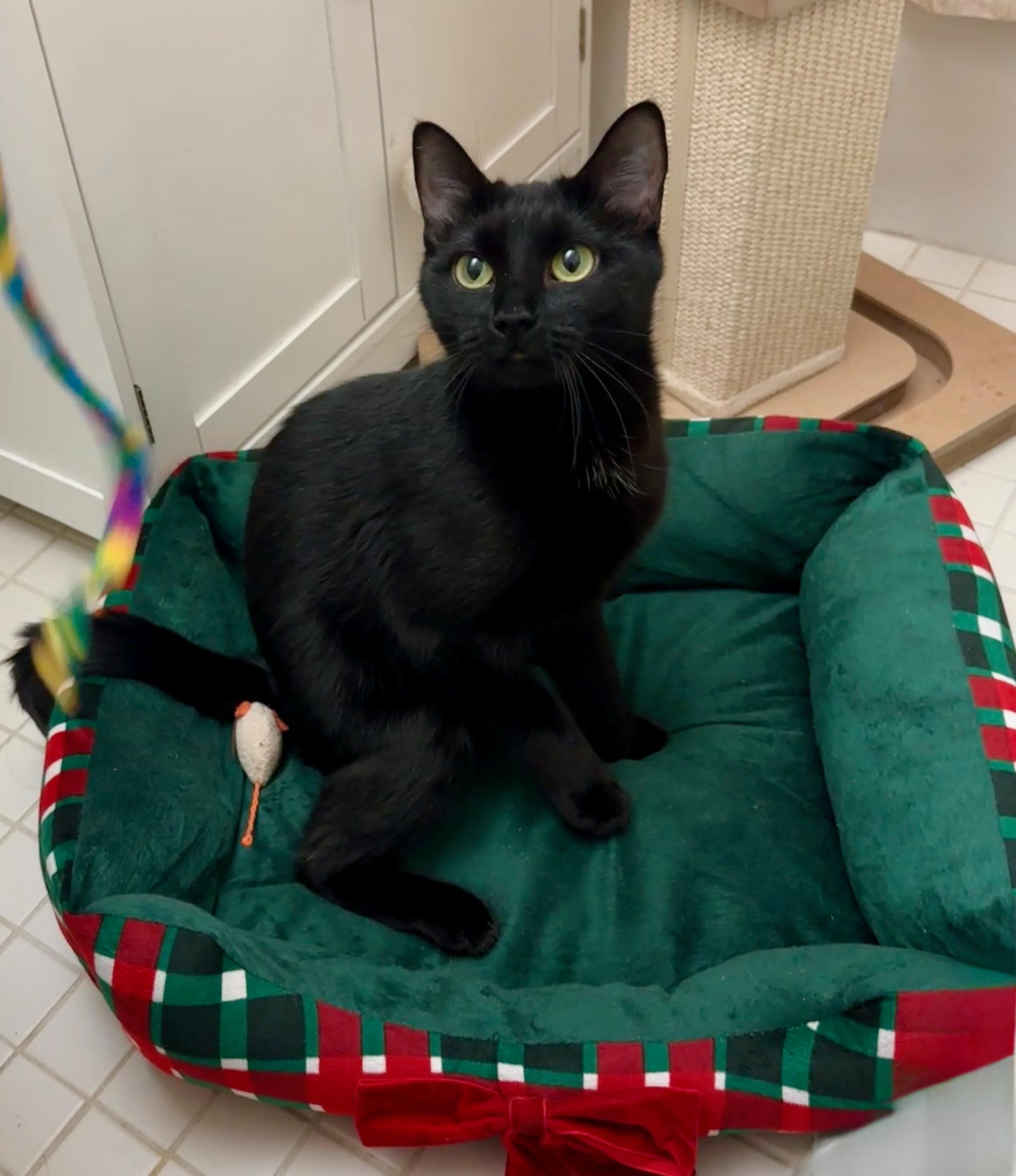 Bette Davis, adopted, Kitten Female Domestic Short Hair.