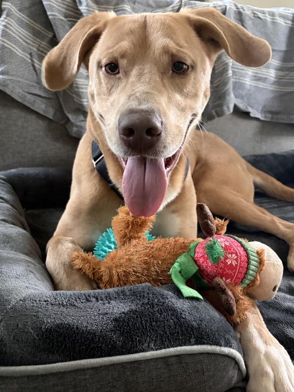Enlarge Bentley, a Adoptable mixed breed in Austin, TX image 1/1