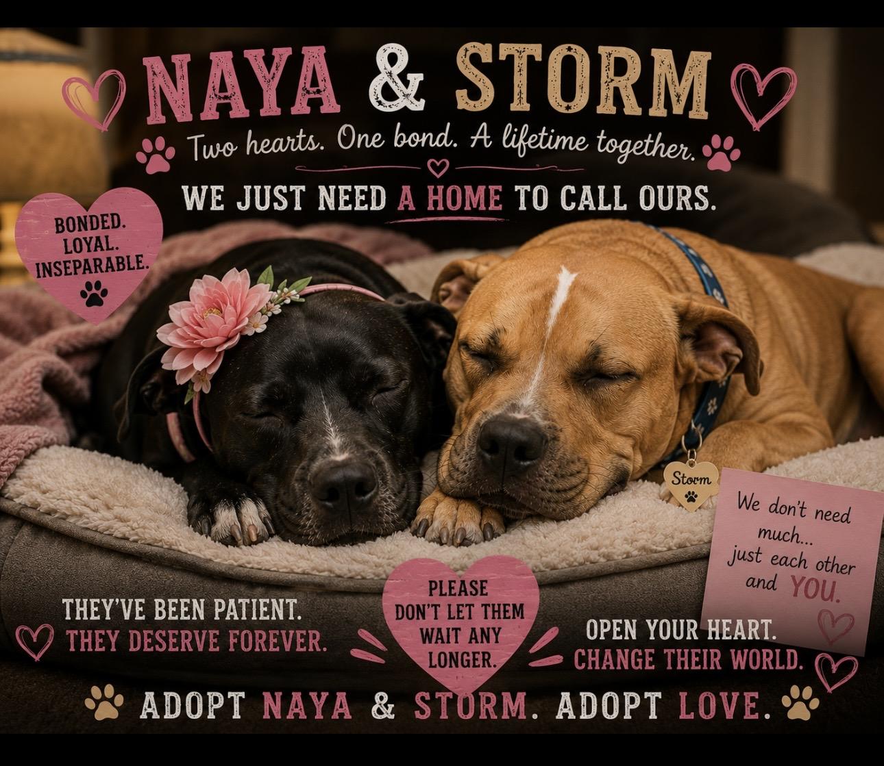 Enlarge Naya and Storm, a Adoptable mixed breed in CUMMING, GA image 2/6