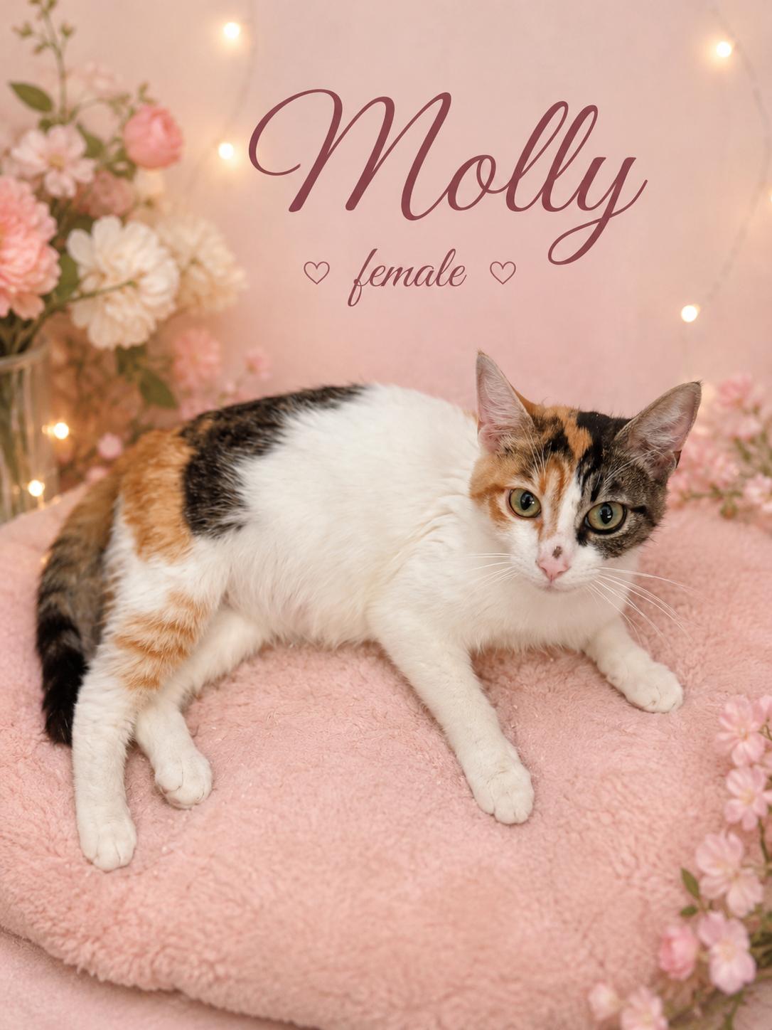 Enlarge Molly, an adopted mixed breed in Reno, NV image 1/1