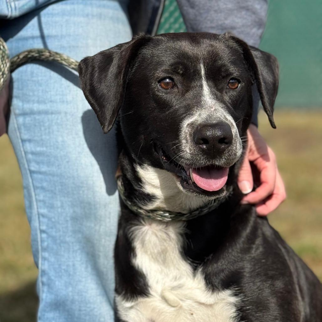 Strawberry, Adoptable, Adult Female Black Labrador Retriever & Mixed Breed.