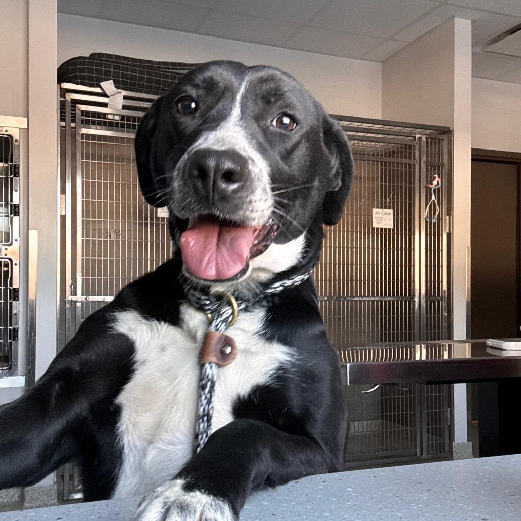 Enlarge Strawberry, a Adoptable mixed breed in Nashville, IN image 1/1