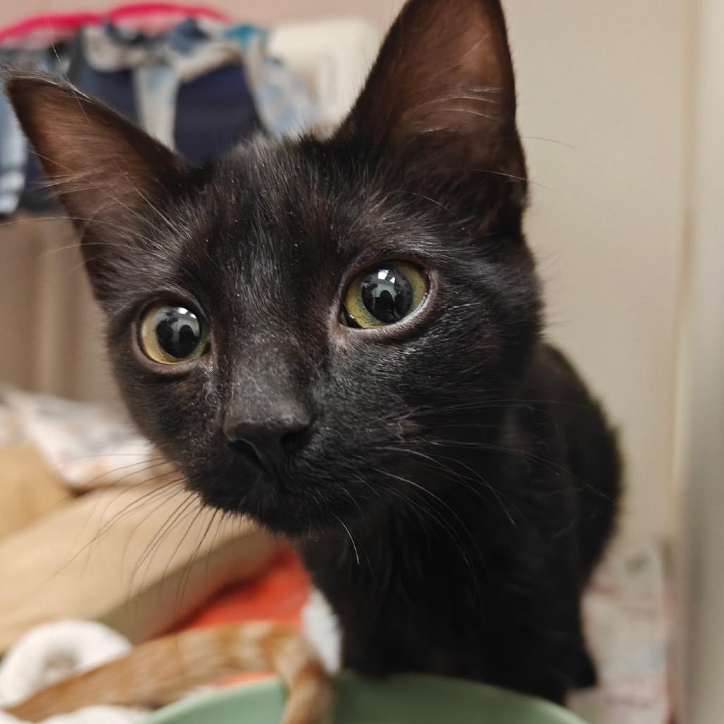 Griffin — thumbnail 2