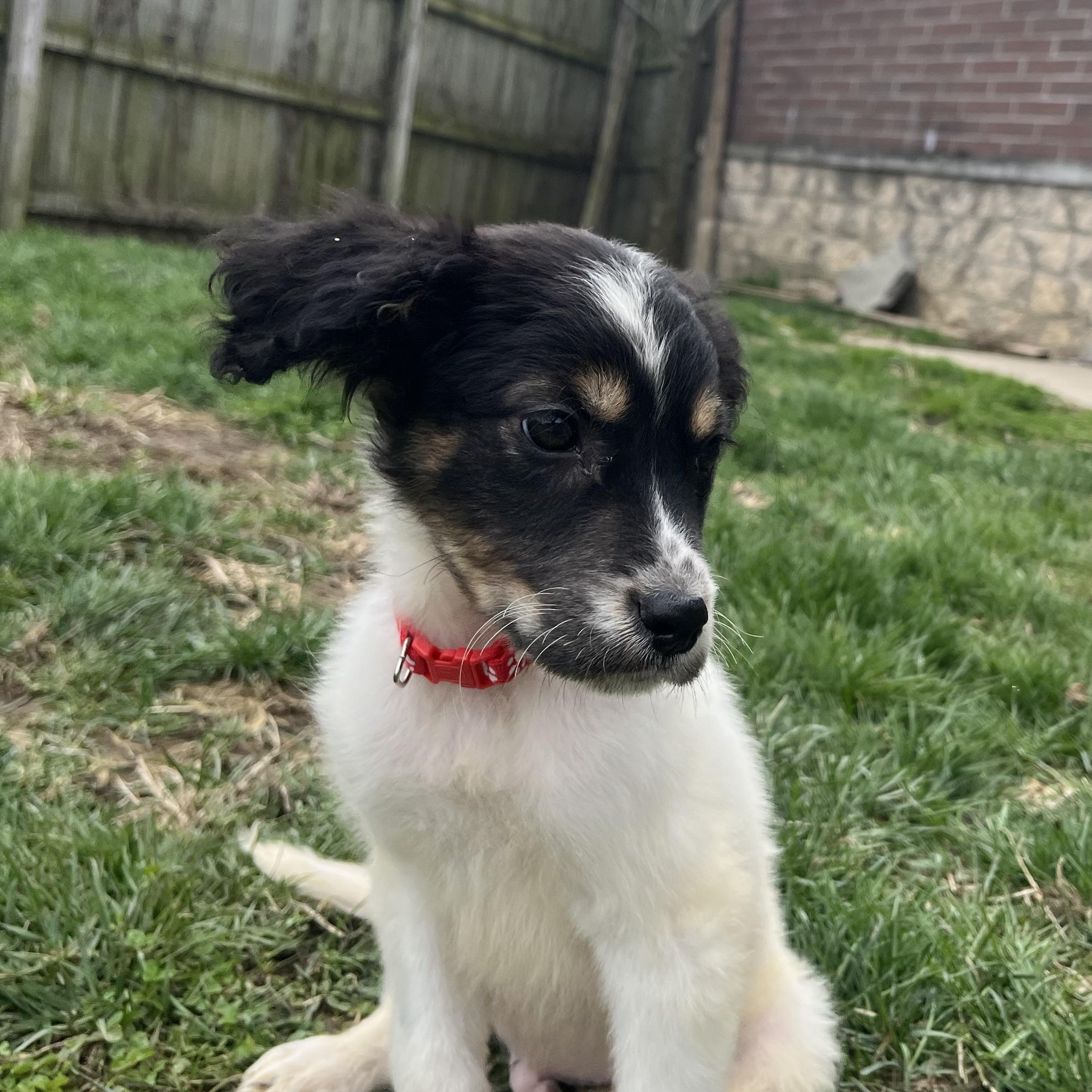 Enlarge Thanos, a ADOPTABLE mixed breed in Monroe, OH image 2/4