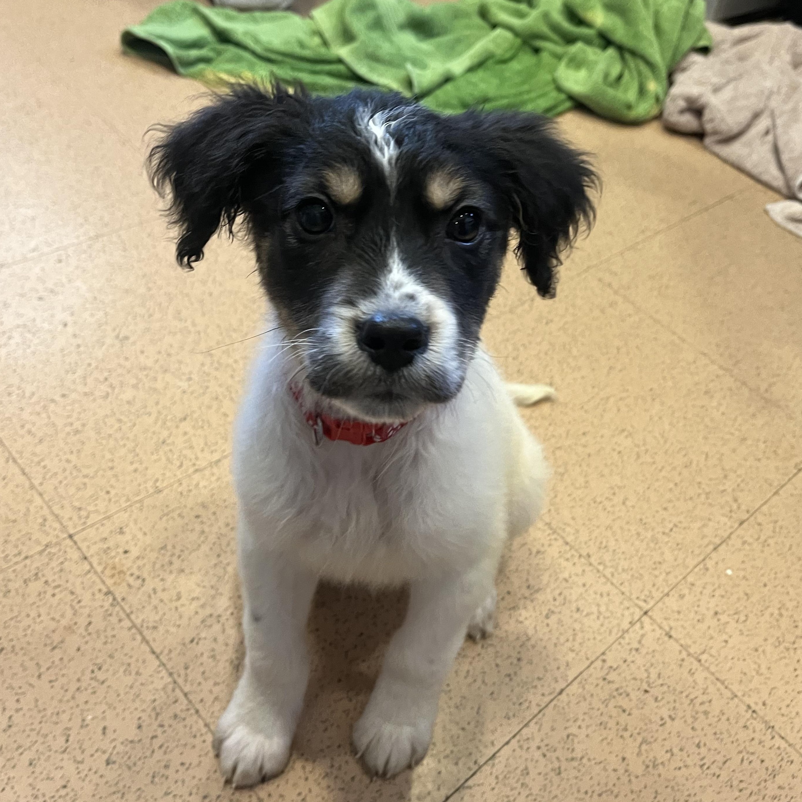 Enlarge Thanos, a ADOPTABLE mixed breed in Monroe, OH image 1/4