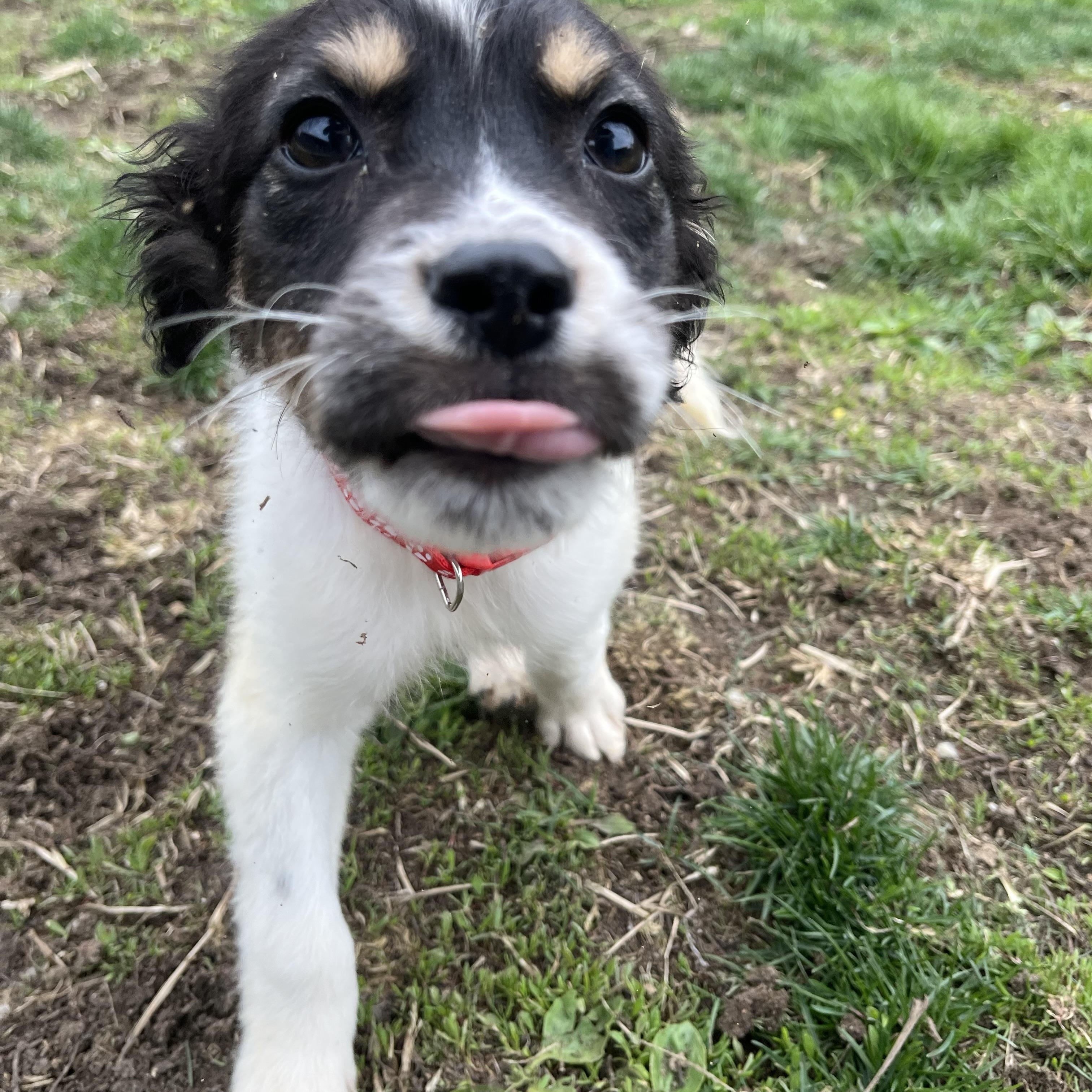 Enlarge Thanos, a ADOPTABLE mixed breed in Monroe, OH image 3/4