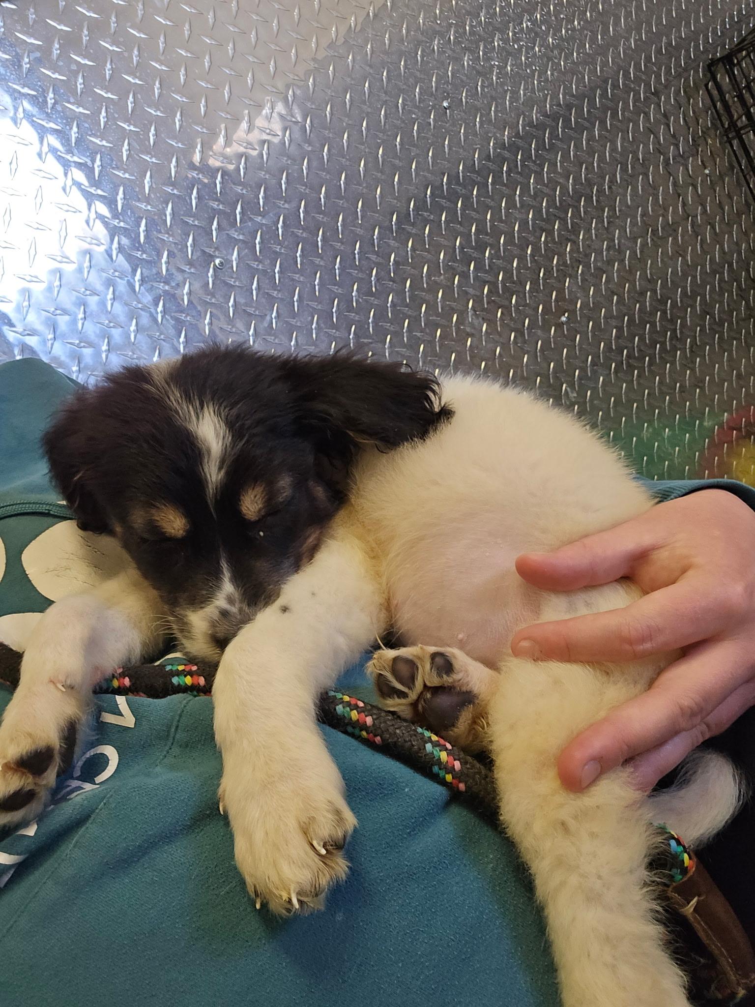 Enlarge Thanos, a ADOPTABLE mixed breed in Monroe, OH image 4/4