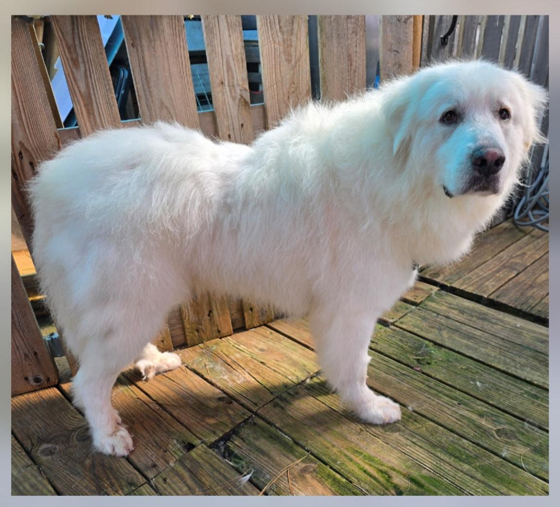 Mary Poppins, adopted, Adult Female Great Pyrenees.