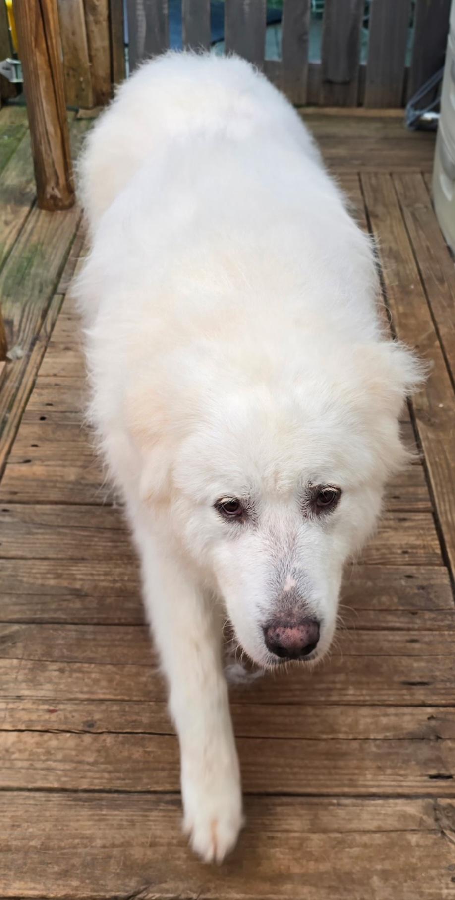 Enlarge Mary Poppins, an adopted Great Pyrenees in Atlanta, GA image 4/4