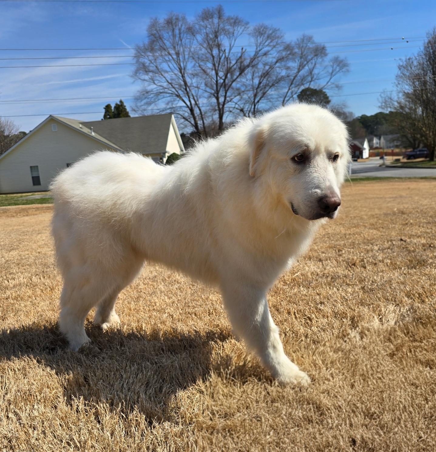 Enlarge Mary Poppins, an adopted Great Pyrenees in Atlanta, GA image 2/4