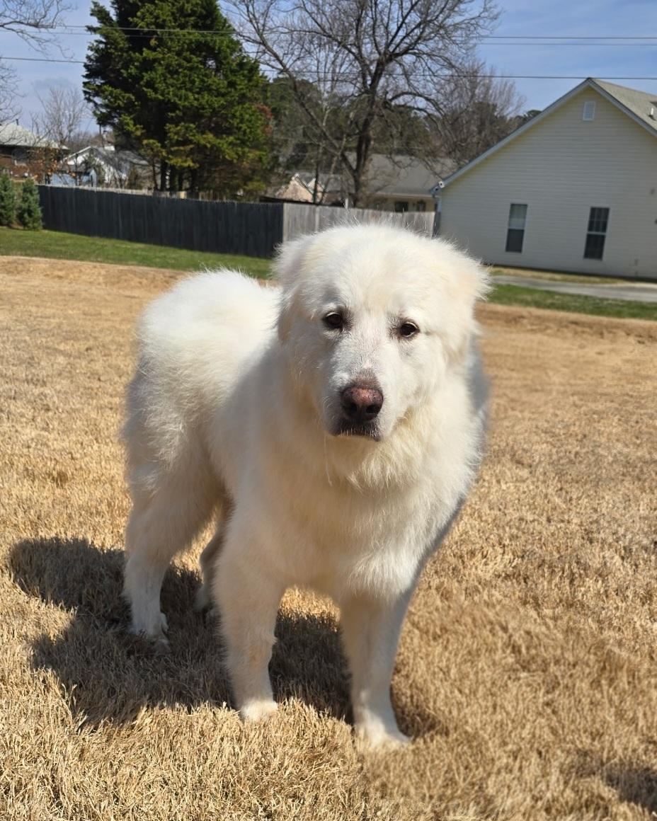 Enlarge Mary Poppins, an adopted Great Pyrenees in Atlanta, GA image 3/4