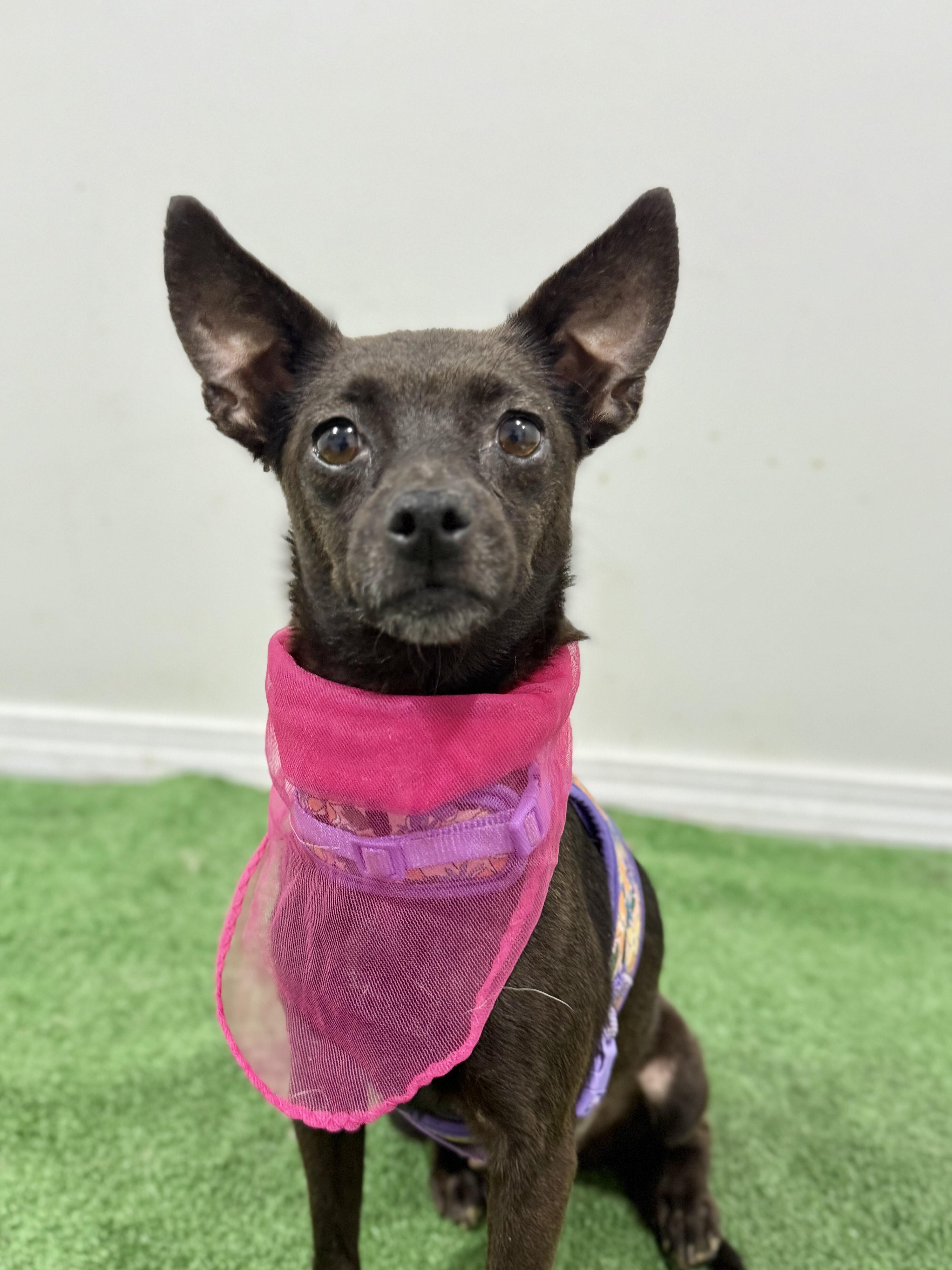 Bella, Young Female unknown