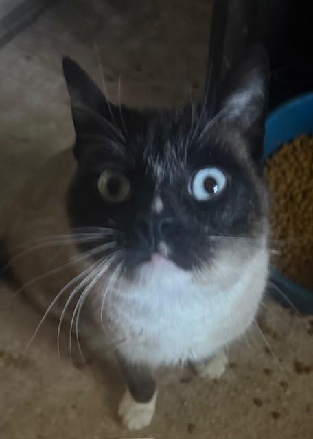 Enlarge Leo, a ADOPTABLE Snowshoe in Dunnigan, CA image 1/1