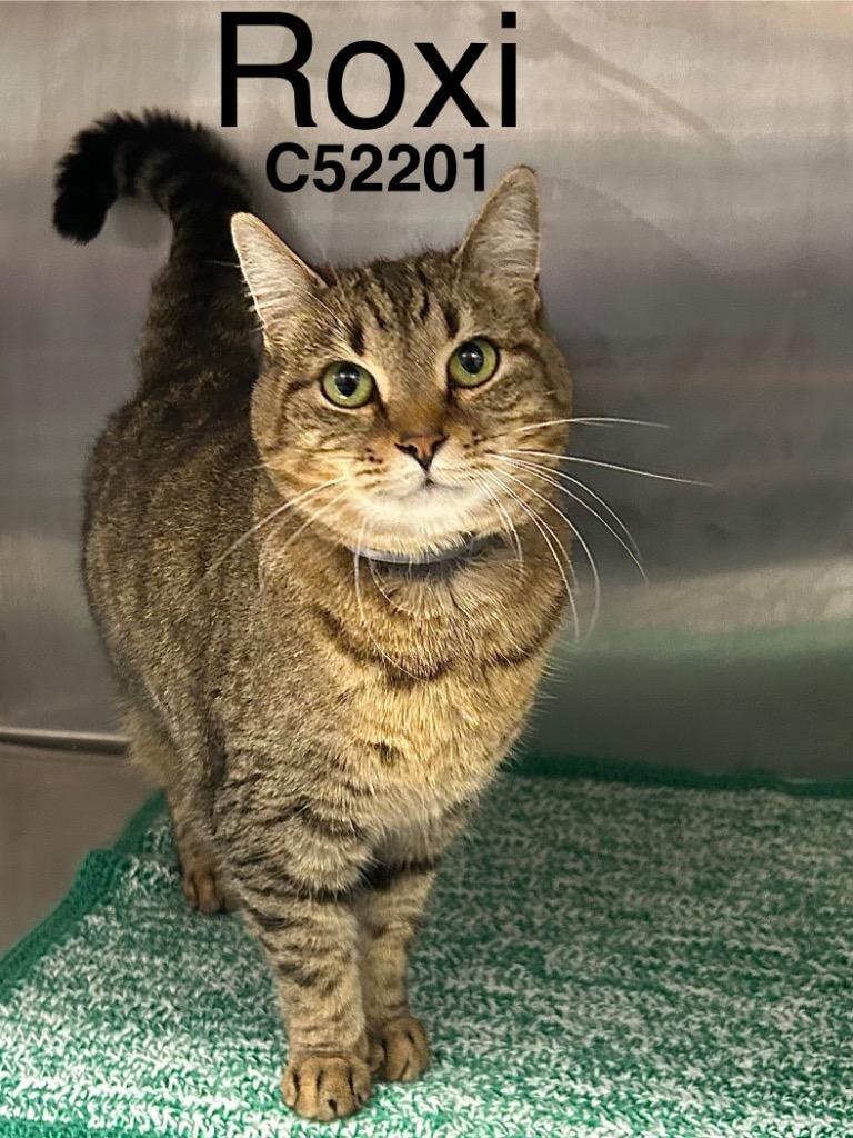 Roxi, Adoptable, Adult Female Domestic Short Hair.