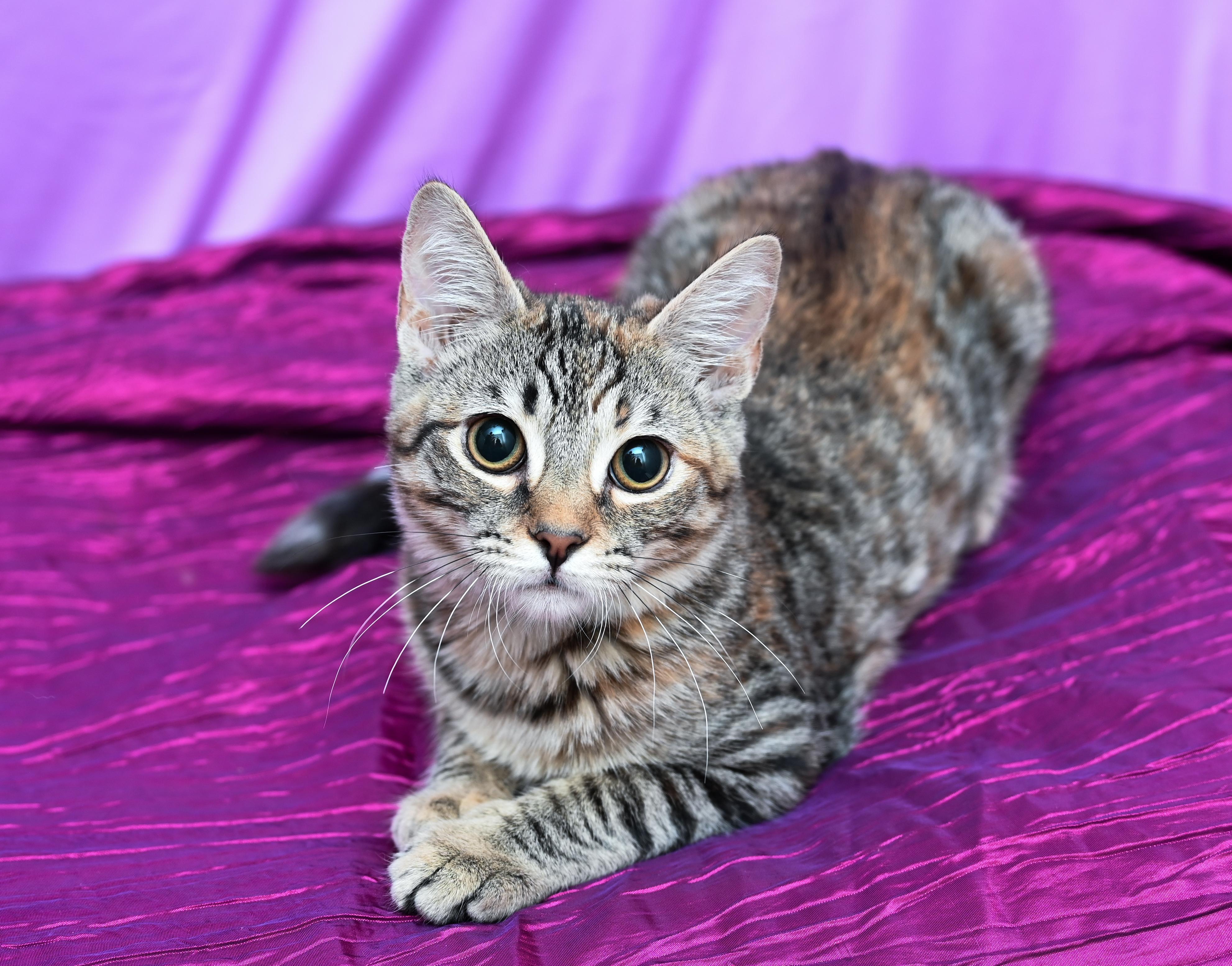 Zsa Zsa